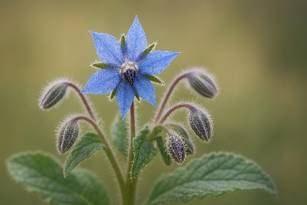 گل گاوزبان؛ گیاه آرام‌بخش قدرتمند با خواص دارویی فراوان و روش مصرف اصولی